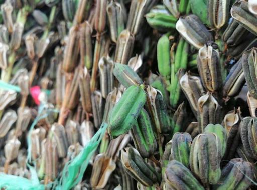AI前后四攝、華為麥芒7上手體驗，你想知道的有這些