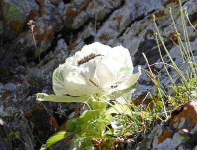 傲人雪肌不是說說而已,植物醫(yī)生雪蓮安瓶七天強(qiáng)勢(shì)逆襲的底氣