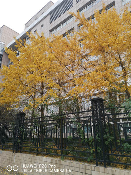 深秋時(shí)節(jié) 華為P20系列帶你見(jiàn)證一個(gè)金色的世界