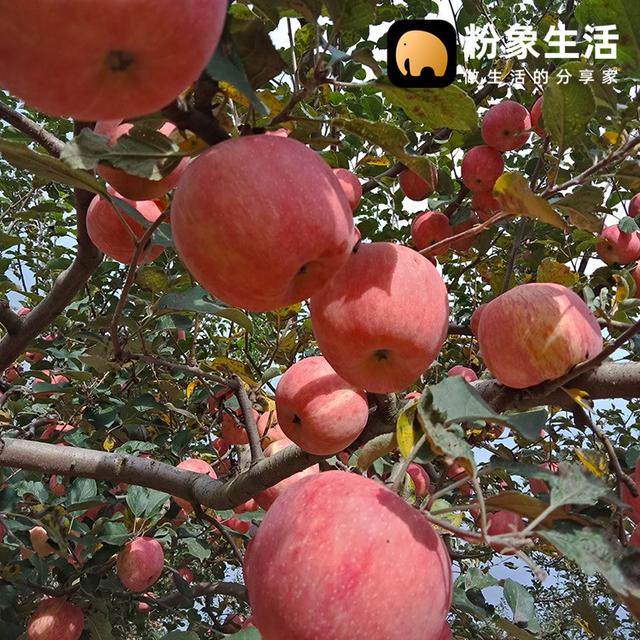 粉象生活助力最美鄉(xiāng)村教師，助農(nóng)扶貧為禮縣開拓新銷路