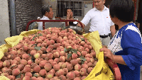 美菜網(wǎng)志愿者回鄉(xiāng)助農(nóng)，助力鄉(xiāng)村振興