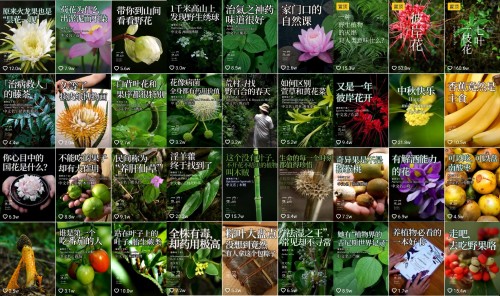 香蕉為什么向上生長？她在抖音為440萬人科普植物的奧秘