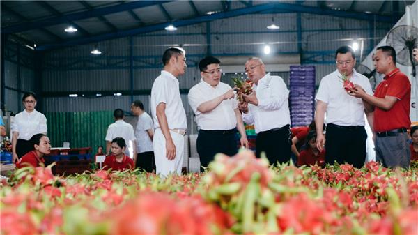 蘇寧快消再下一城，“包圓”越南3萬畝火龍果基地
