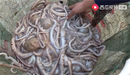 惹河豚生氣、遭八爪魚(yú)噴墨，趕海人在西瓜視頻上演現(xiàn)實(shí)版“老人與?！?/></p><p>對(duì)趕海充滿好奇的人們，甚至每日在西瓜視頻上催著他更新內(nèi)容。但對(duì)川子而言，趕海的過(guò)程并不像視頻里看著那么簡(jiǎn)單輕松。趕海是一件非常消耗體力的事，他往往要走出很遠(yuǎn)，才能找到灘涂下埋著的海鮮。</p><p>每天退潮時(shí)間長(zhǎng)達(dá)數(shù)個(gè)小時(shí)，川子跟著潮汐，在灘涂一走幾個(gè)小時(shí)，沒(méi)有任何可以坐下休息的地方。背著幾十斤的海鮮，在廣闊的灘涂中跋涉，要比在岸上累得多。川子只要一下海，當(dāng)天必是運(yùn)動(dòng)排行榜的冠軍。</p><p>在當(dāng)?shù)氐臐O民中流傳著一句老話：欺山不欺海。盡管只是灘涂，但大海仍在遠(yuǎn)處虎視眈眈，每當(dāng)海上刮起東北風(fēng)時(shí)，大海就會(huì)發(fā)出空洞的嗡嗡巨響，海水一片渾濁。有一次，剛刮完臺(tái)風(fēng)，川子就出來(lái)趕海了，為了更好地摸到藏在沙里的海鮮，他經(jīng)常不戴手套。說(shuō)起在冰水里摸海鮮的感覺(jué)，川子只用輕描淡寫(xiě)的兩個(gè)字來(lái)形容：扎手。</p><p>威脅趕海人的，除了疲勞和寒冷，還有來(lái)自大海的危險(xiǎn)。灘涂上有許多沙溝，退潮時(shí)沙溝里的水只沒(méi)過(guò)腳踝，但一旦漲潮，沙溝中的水位陡然變深。當(dāng)沙洲上的水位到達(dá)膝蓋時(shí)，沙溝里的水已經(jīng)可以沒(méi)過(guò)脖子，溝內(nèi)暗流洶涌，流速很快。如果趕海人沒(méi)有及時(shí)返回，就再也回不去了。</p><p>在川子的西瓜視頻中，不僅記錄了捕捉蛤蜊、面包蟹的過(guò)程，也記錄了海邊人民的一日三餐。作為一名趕海者，川子很注重保護(hù)海洋生物。在他的趕海視頻中，網(wǎng)友經(jīng)?？梢钥吹?，年幼的小螃蟹、懷孕的八爪魚(yú)都會(huì)被川子“趕”回海中放生。川子還會(huì)對(duì)小海鮮生物調(diào)侃道“小螃蟹不要了，等你長(zhǎng)大了我再來(lái)抓你!”</p><p>一直以來(lái)，川子也在以實(shí)際行動(dòng)保護(hù)著海洋生態(tài)。他經(jīng)常將塑料袋、啤酒瓶、易拉罐等海洋垃圾帶回家中;廢棄的漁網(wǎng)、帽子等也被川子一并拿走，進(jìn)行廢物改造、利用。有趣的是，川子的環(huán)保日常更被網(wǎng)友看作是一次“趕海淘寶之旅”。在趕海過(guò)程中撿到的光盤(pán)、U盤(pán)，引起了網(wǎng)友巨大的興趣，他們好奇里面都裝了些什么。</p><p>川子說(shuō)：感謝西瓜視頻幫助我把自己收獲海鮮的喜悅通過(guò)鏡頭傳遞給每個(gè)看視頻的朋友。希望自己的視頻能夠繼續(xù)傳遞快樂(lè)、也傳遞正能量。</p><p align=