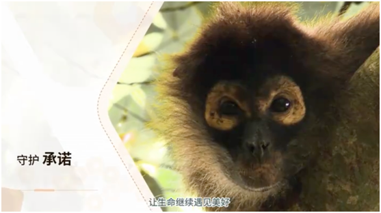 自帶“全球化”基因，華為云2019全球化進(jìn)程加快