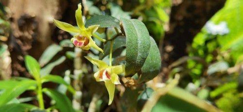 植物醫(yī)生傾情呈獻(xiàn)，石斛蘭面膜帶你共赴高山秘境